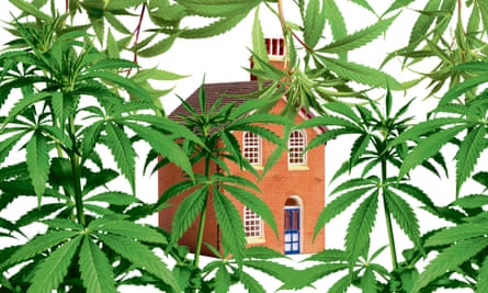 Illustration graphique d'une maison derrière certaines plantes de cannabis