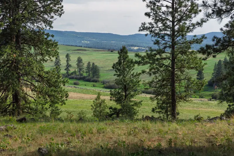A landscape of rolling hills, grassland and conifer trees.
