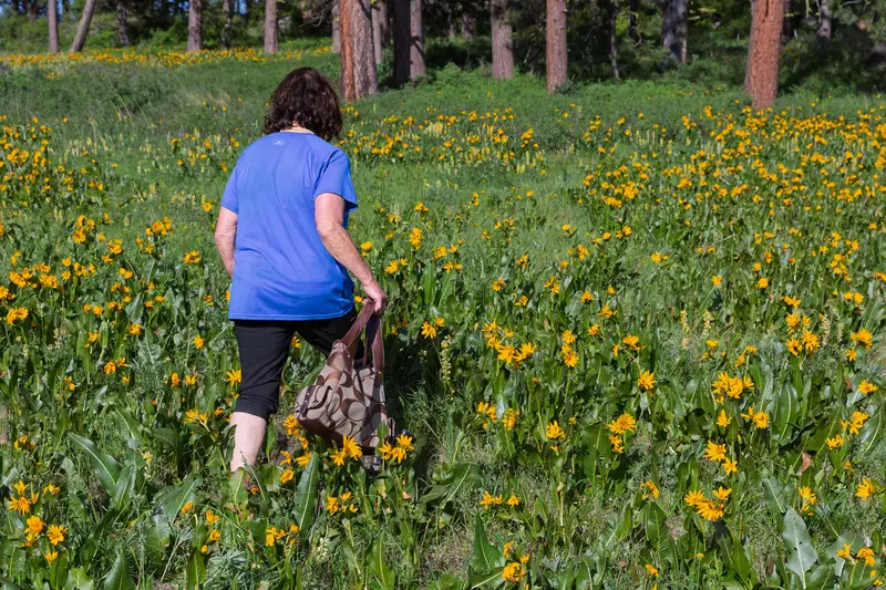 Gilbert walks away from the camera in a field of wildflowers bordering woods.
