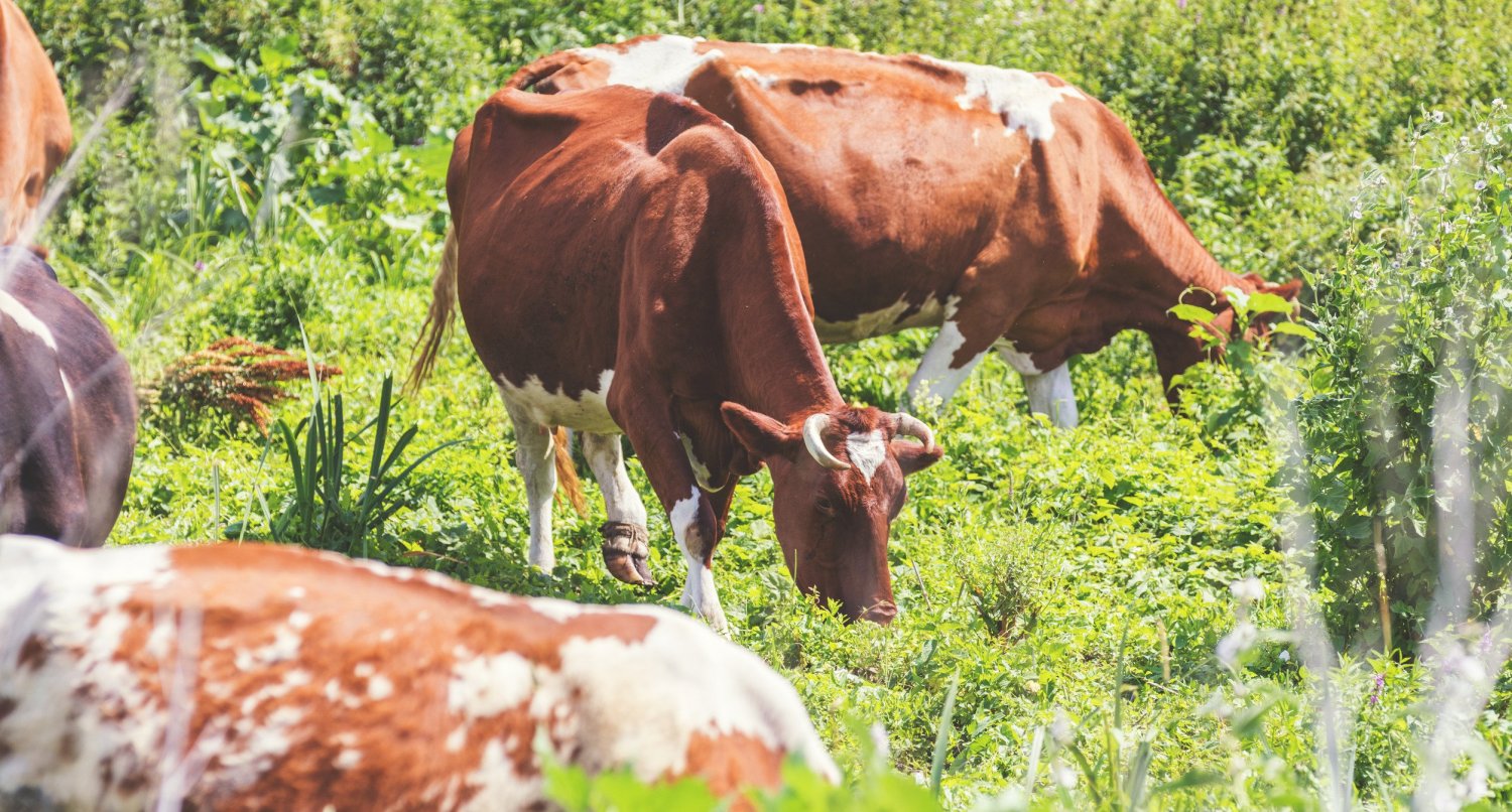Produits organisés de l'herbe-VS-VS