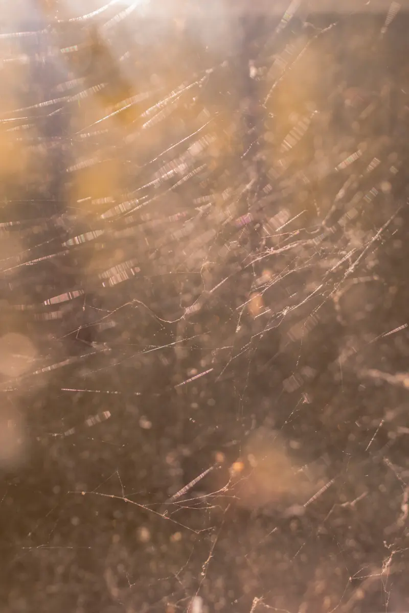 Warm sunlight illuminates a tangled mess of spiderwebs.