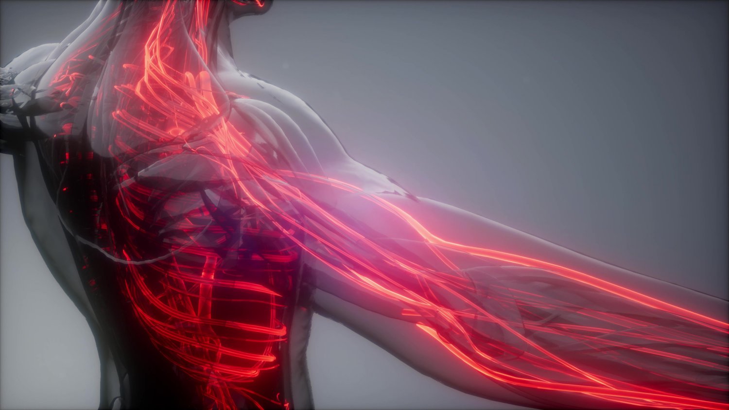 Fibres musculaires à contraction rapide