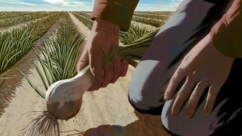 Illustration of a close-up view of a farmworker’s hands harvesting an onion while kneeling. Onion plants stretch off to infinity in the background.
