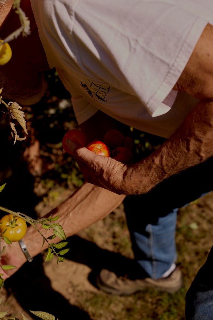 David Meckel reaches down to pick tomatoes in the garden, holding several red tomatoes in his other hand.