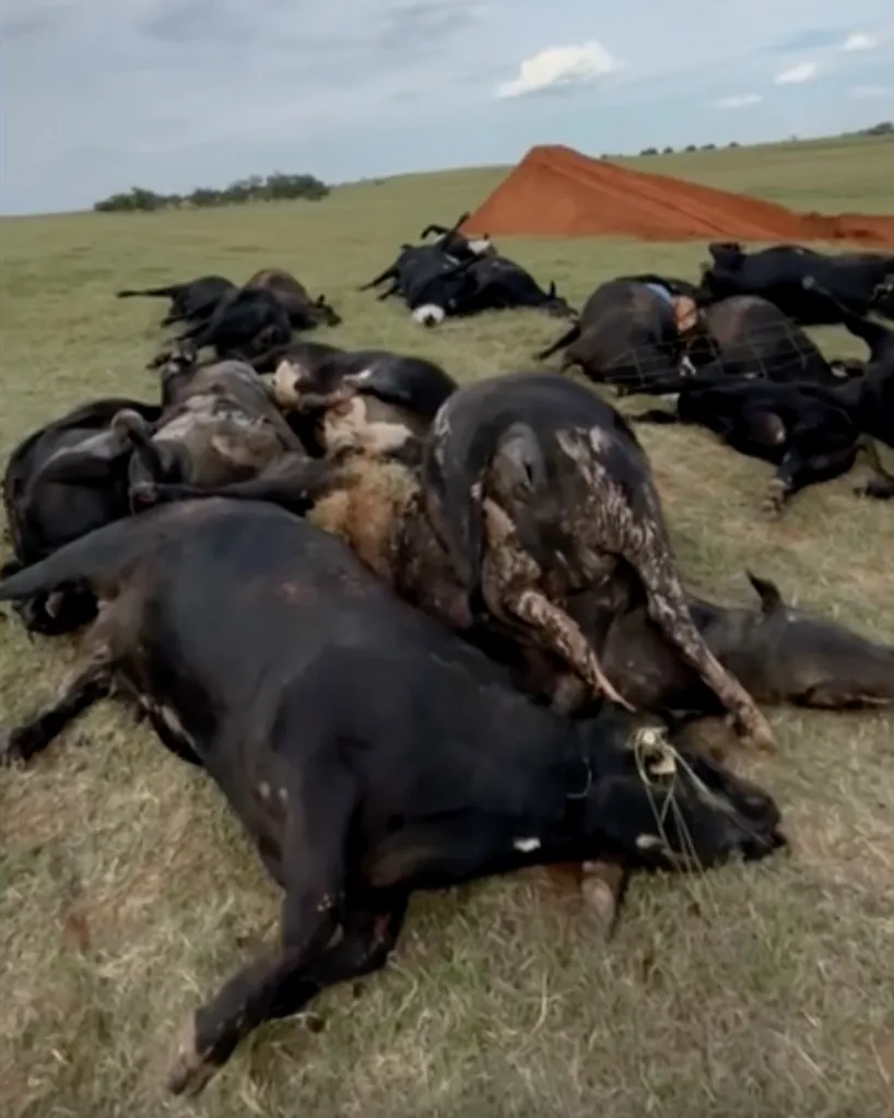 Over a dozen dead head of cattle piled up in a field.