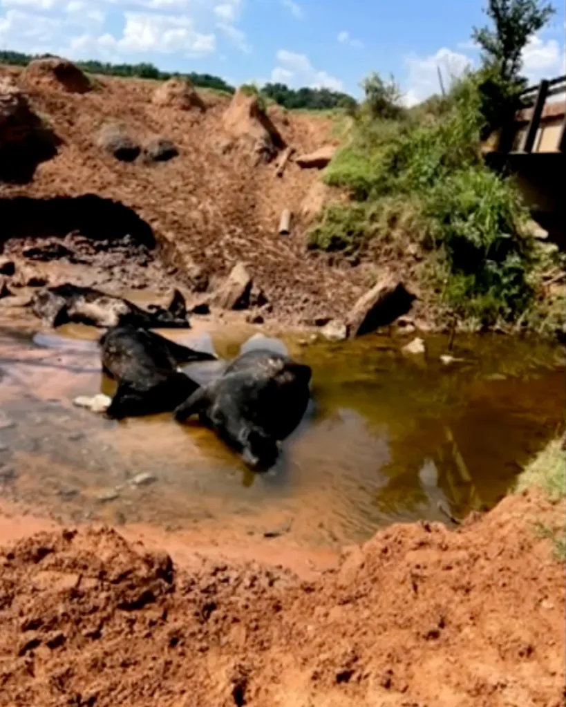 Three dead head of cattle in a muddy creek.