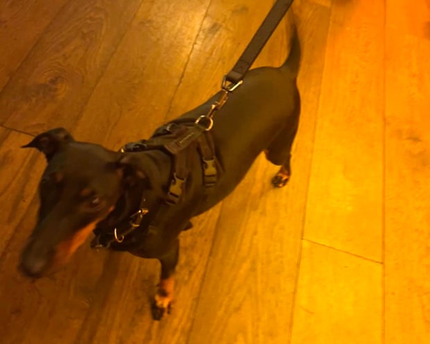 Un chien nommé Mossy