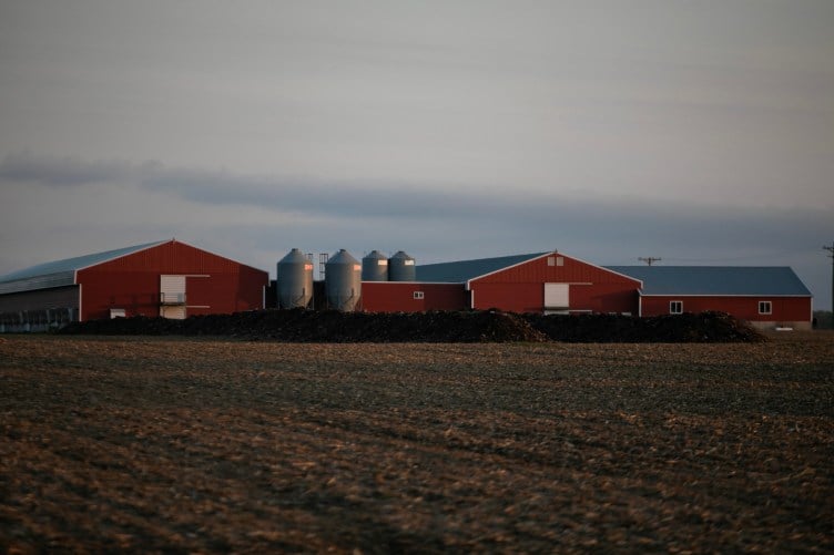 Two rows of large, mulch-covered mounds sit atop an expansive agricultural field in front of three red industrial-scale barns.