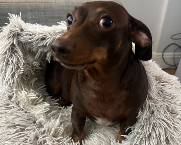 Willow, le chien officiel du quiz du Guardian du jeudi