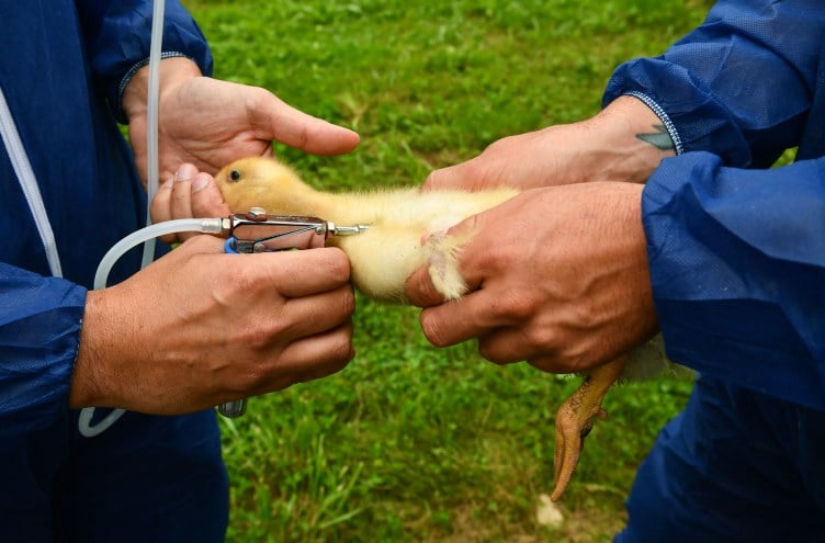Two people cradle a small yellow duckling while it is injected with a metal device attached to a white tube.