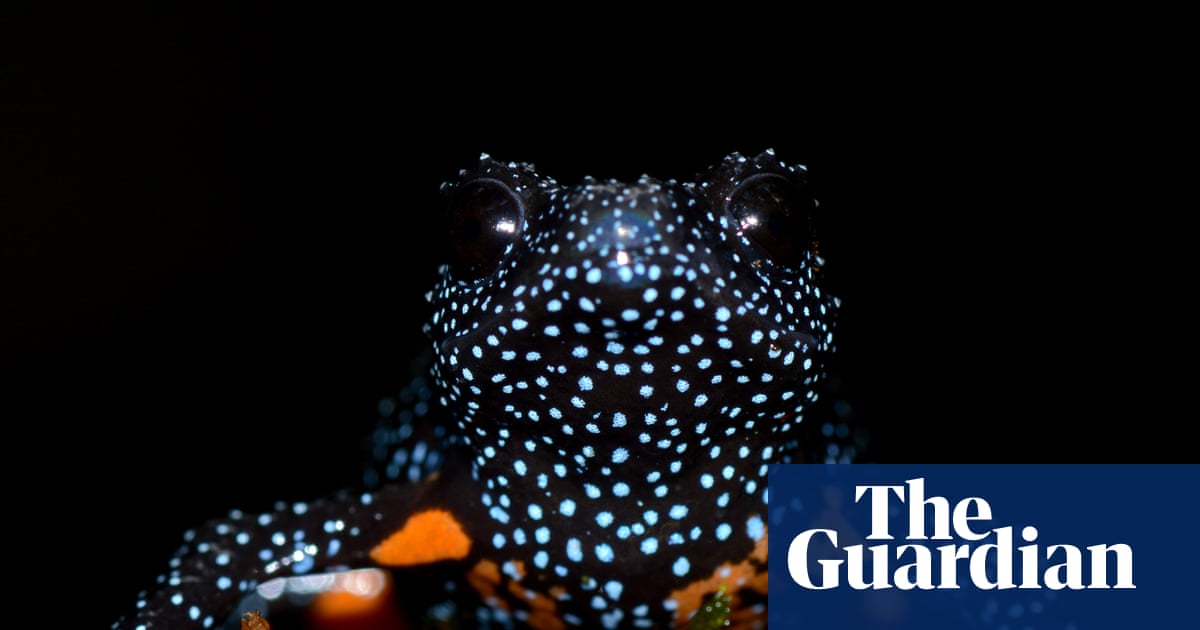 Les grenouilles galactiques « magiques » disparaissent après que des photographes aient rapporté avoir détruit leurs habitats | Amphibiens