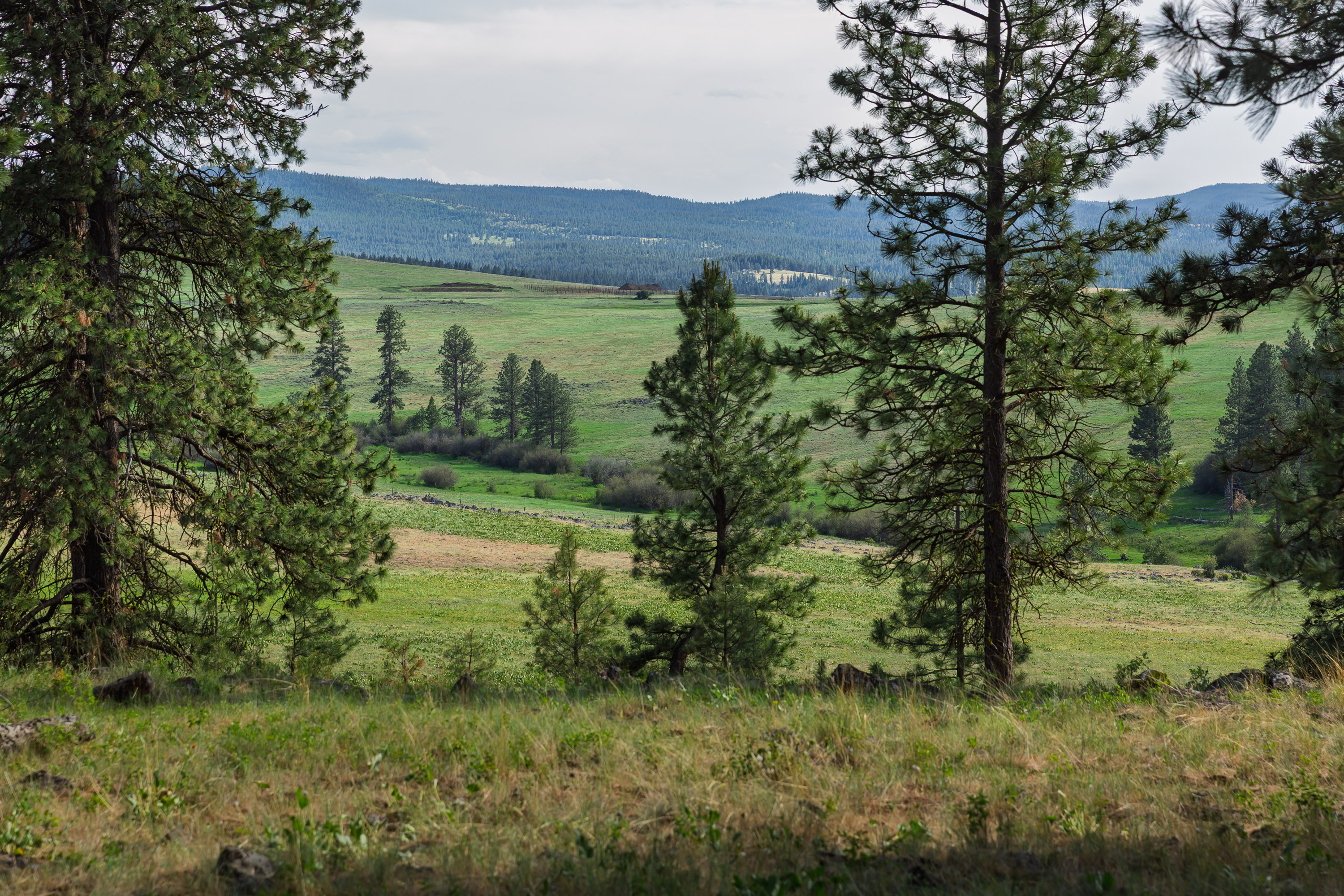 Un paysage vallonné luxuriant de conifères, de buissons et d'herbes avec des montagnes bleu pâle au loin.