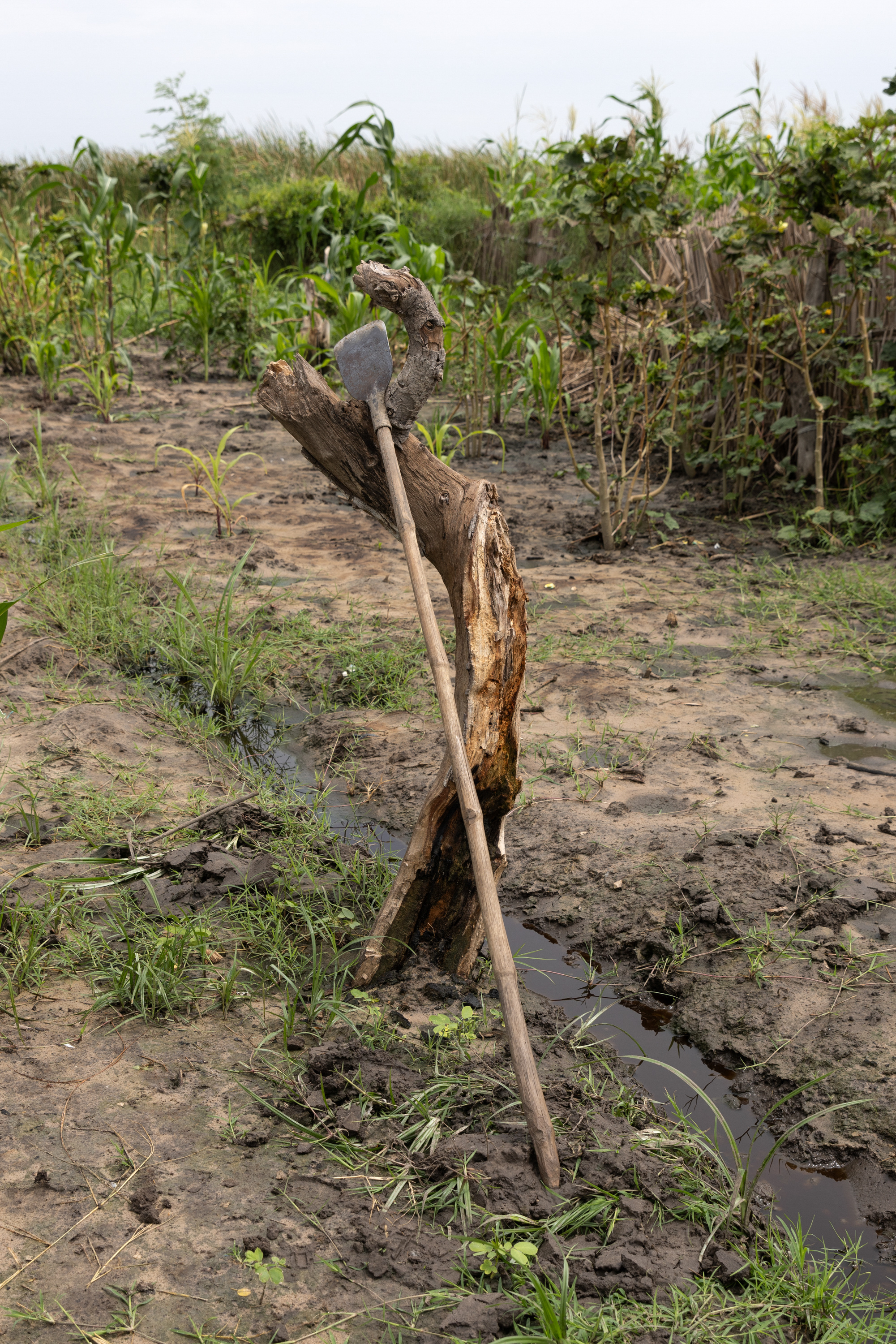 A rustic gardening tool rests against the remains of a dead tree, in the midst of a muddy garden with corn and other plants.
