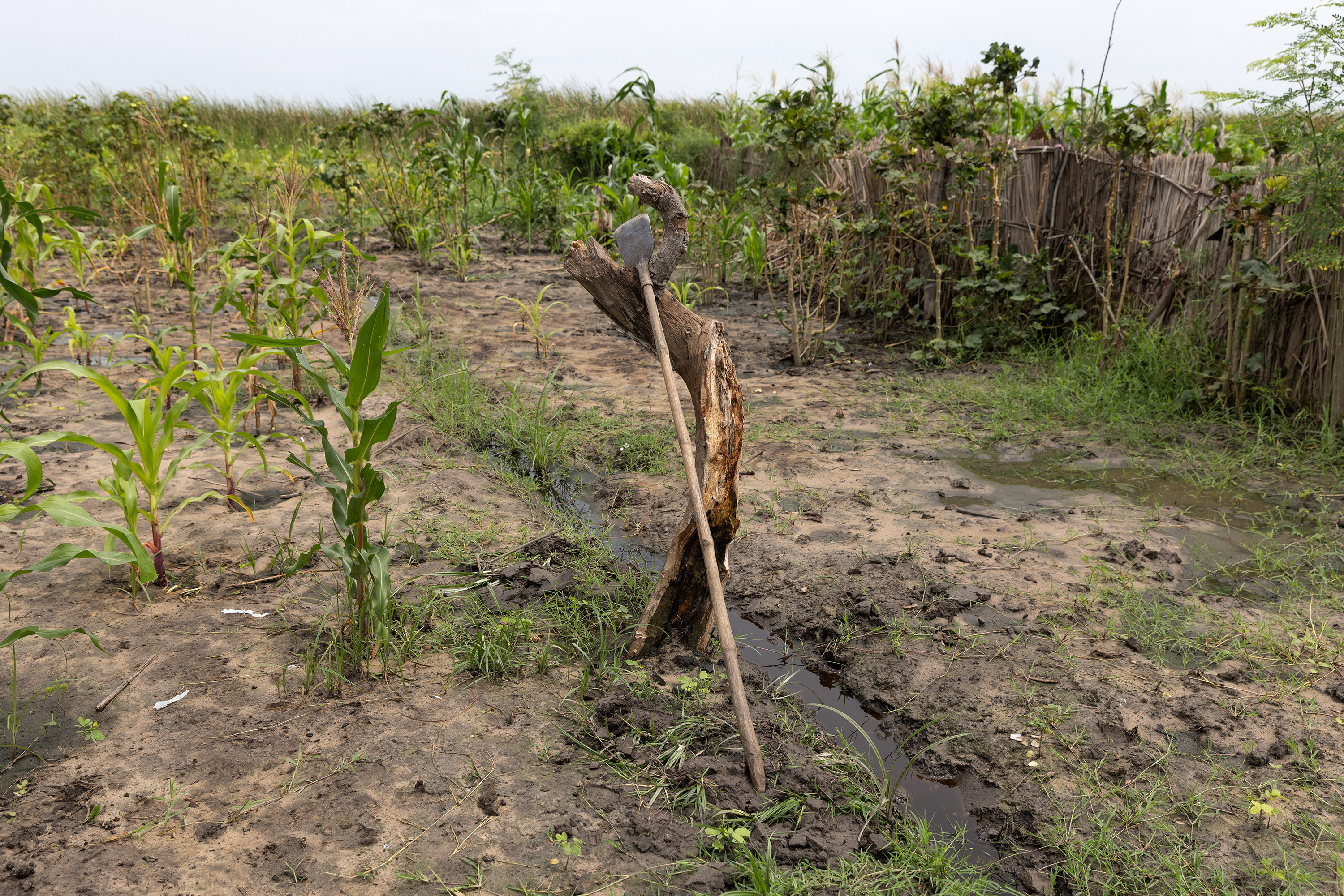 A rustic gardening tool rests against the remains of a dead tree, in the midst of a muddy garden with corn and other plants.