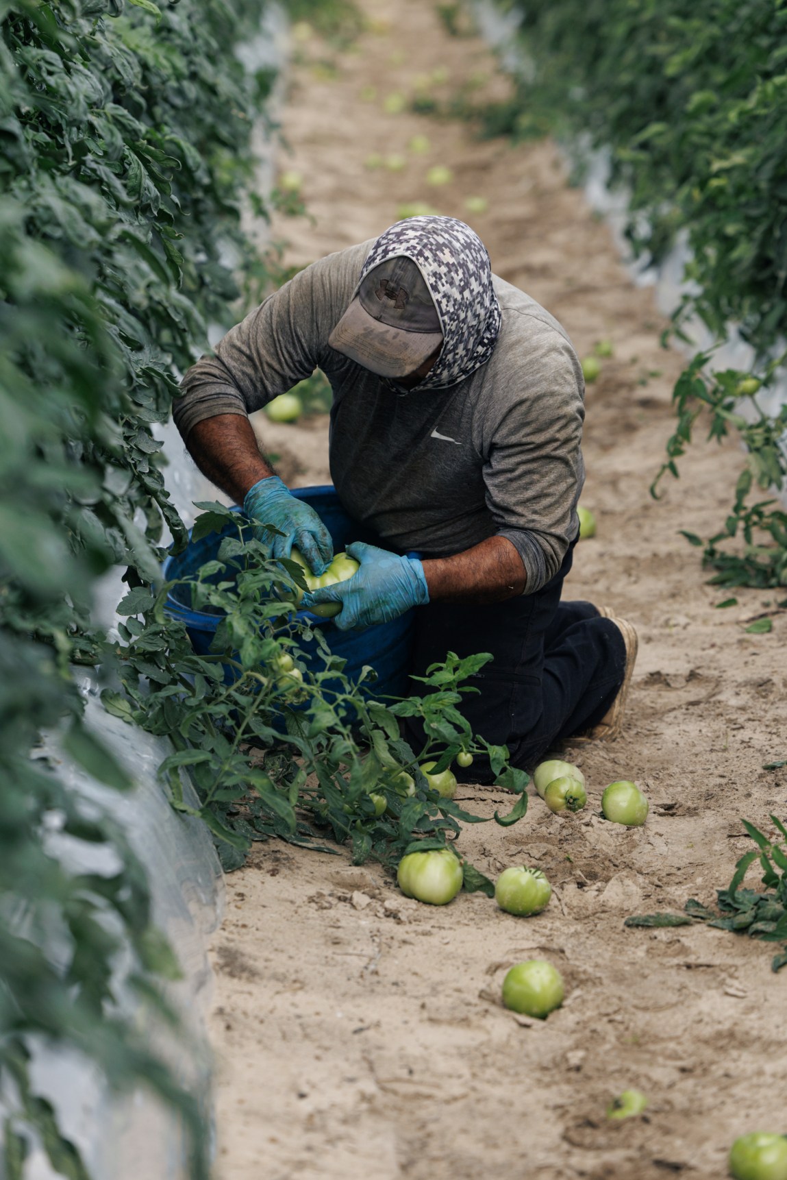 A person sits bent over in the dirt in between rows of tomato plants, putting green tomatoes into a bucket.