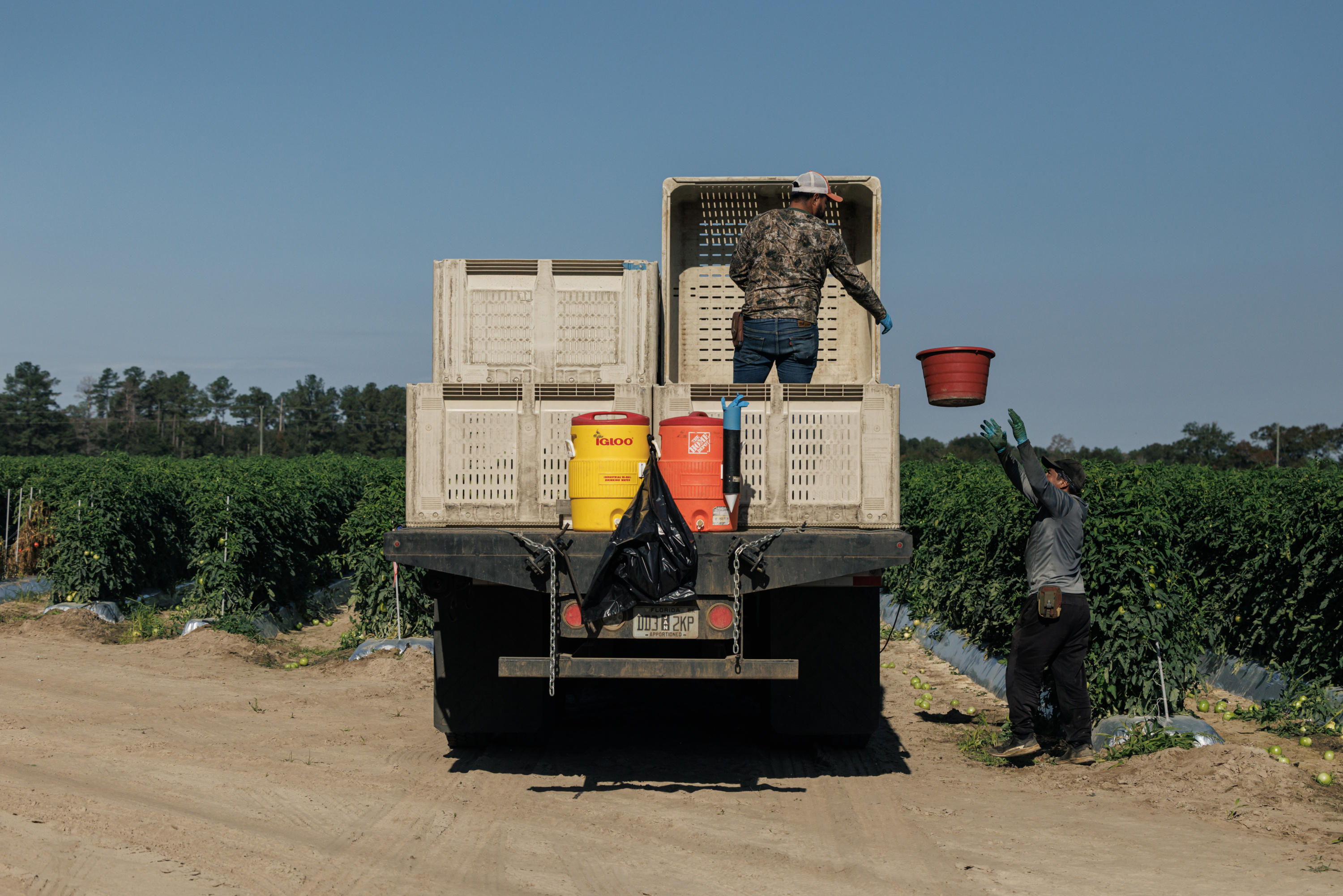 A flatbed truck loaded with gray boxes and two watercoolers sits in the middle of a field of tomato plants. A worker stands on the truck bed and reaches his gloved hands toward a bucket that’s in midair between him and a worker on the ground.