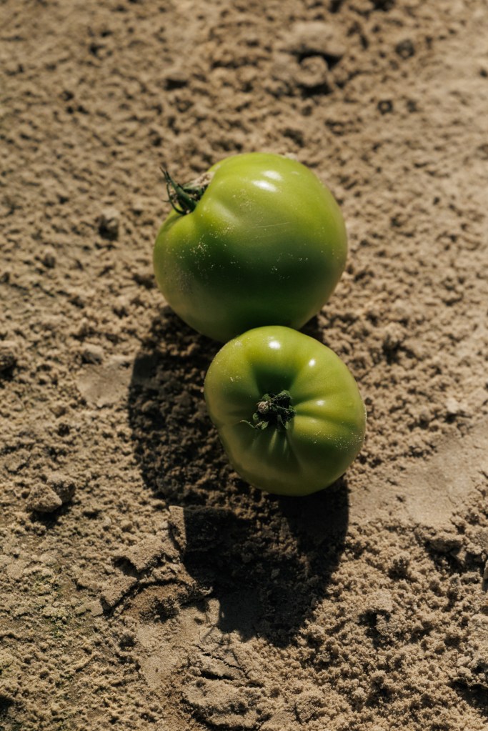 Two green tomatoes sit on light brown dirt.