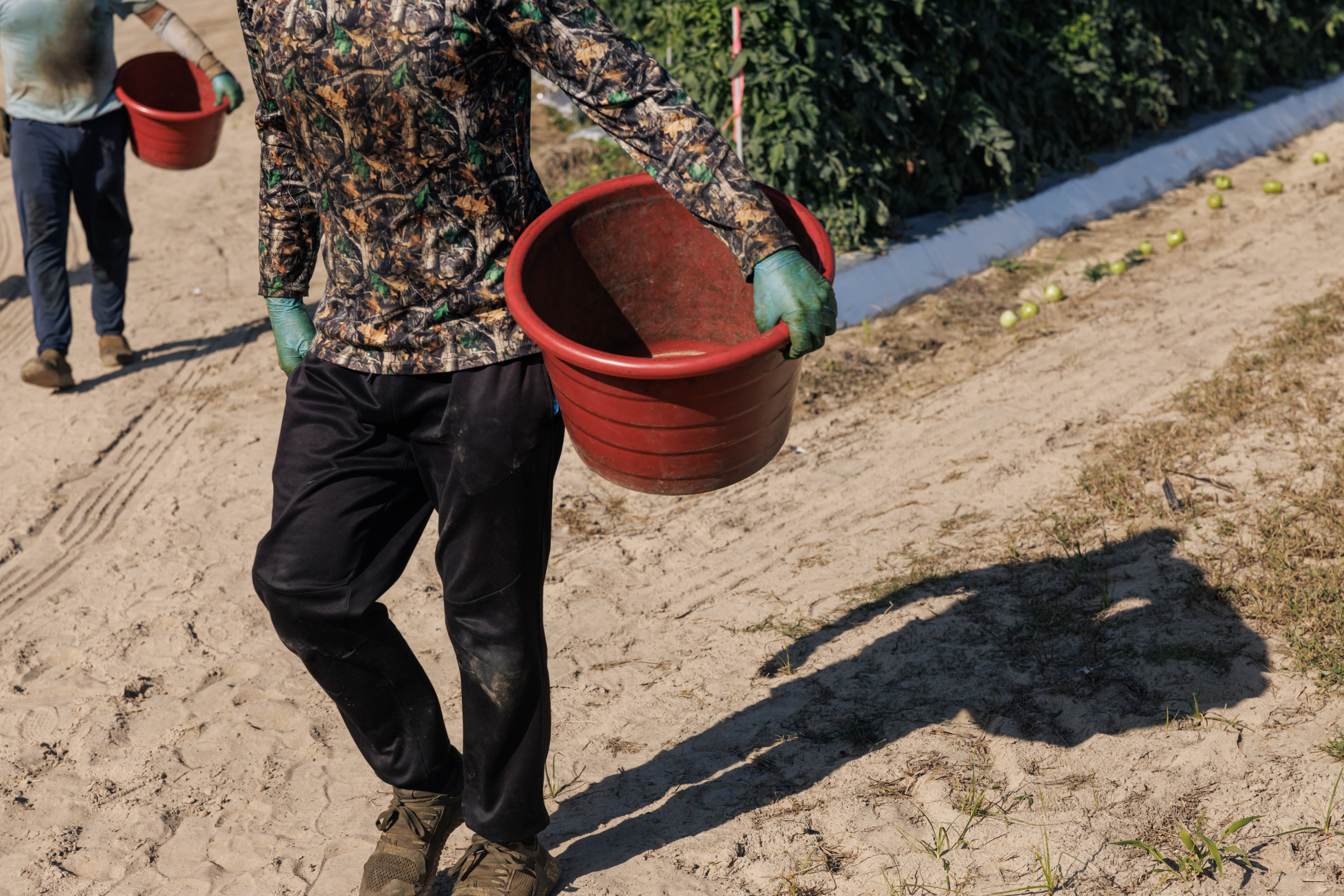 Two workers, whose faces are cropped out, carry empty buckets on a dirt road between rows of tomatoes. A shadow from one of the workers extends behind him.
