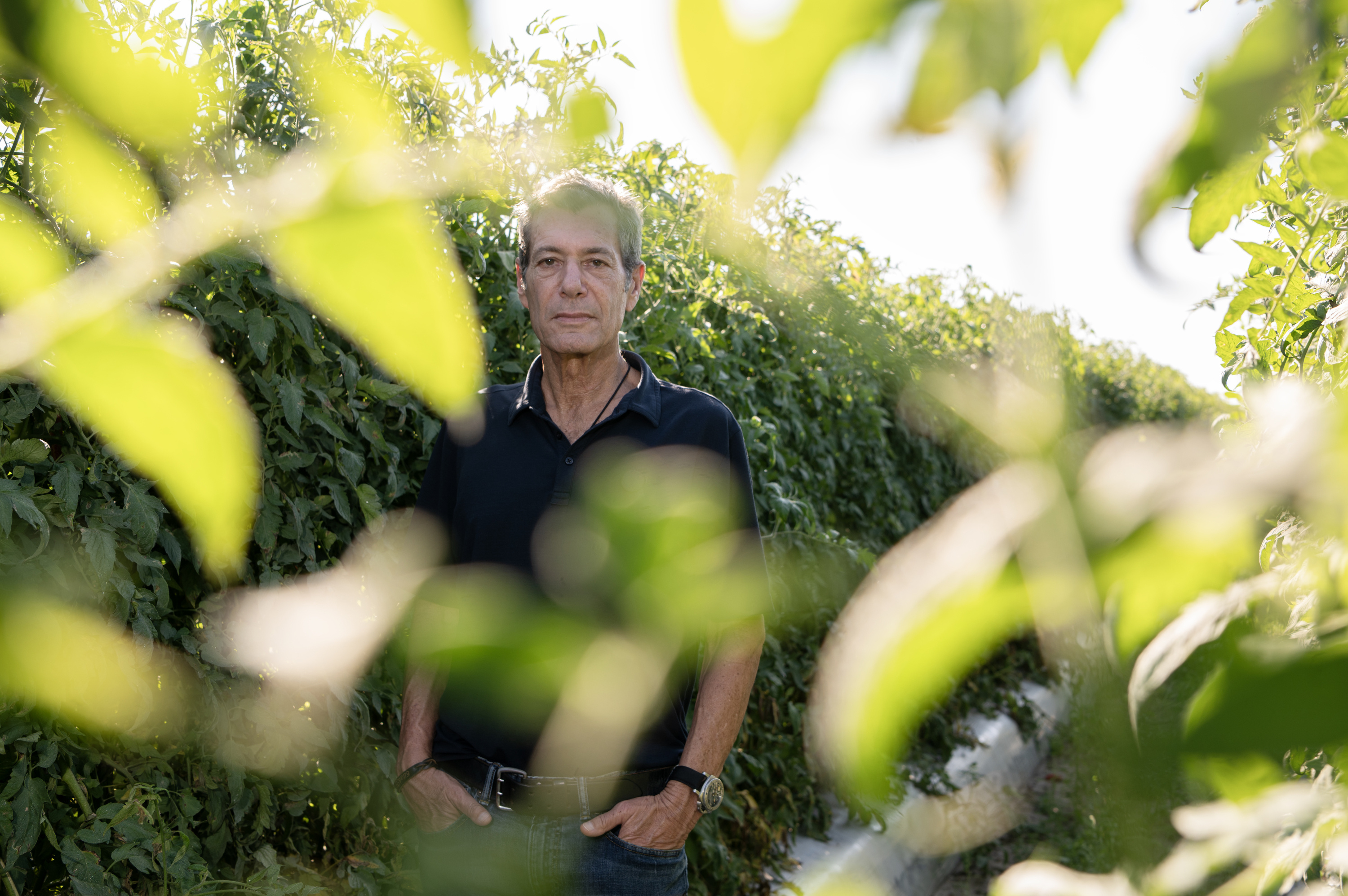 Esformes is a man with grey hair wearing a navy polo. He is standing in a field of tomato plants with out-of-focus leaves in the foreground.