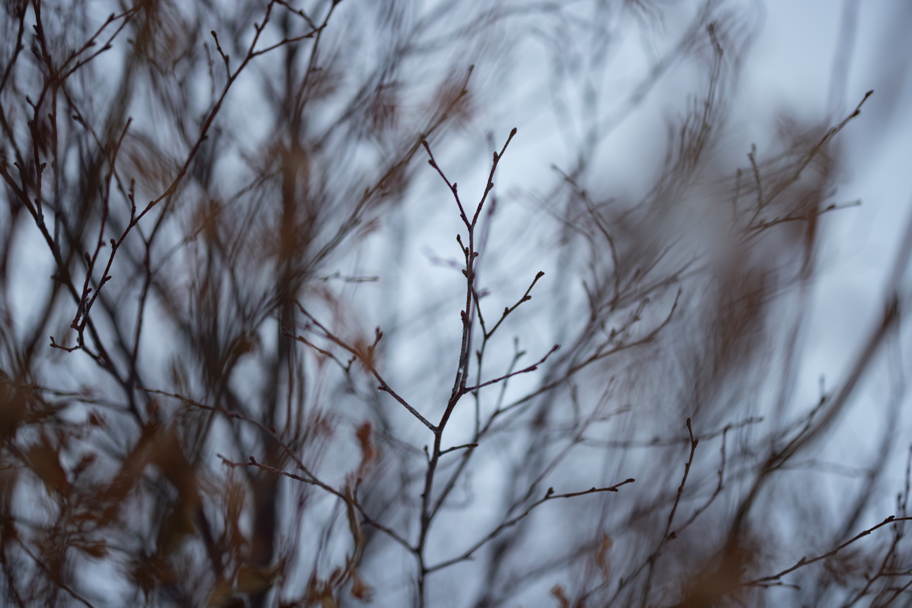 Bare tree branches blur in and out from motion.