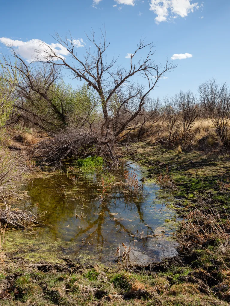 A small pond surrounded by trampled mud and shrubs under a blue sky with scattered clouds.