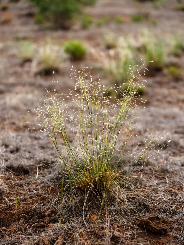 A bunch of native Indian ricegrass grows out of a patch of brown dirt.
