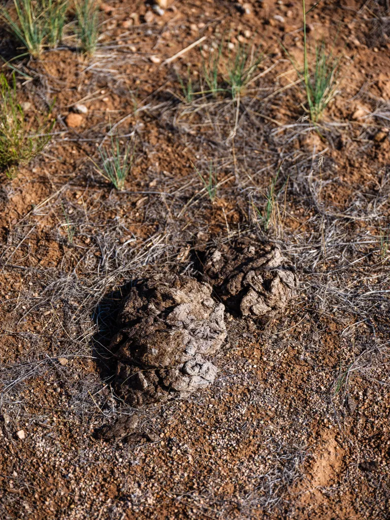 Two clumps of dried animal waste on a patch of brown dirt.