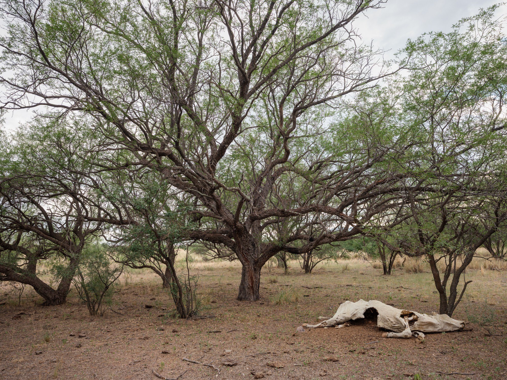 BLM Renews Grazing Permits With Little Environmental Oversight — ProPublica