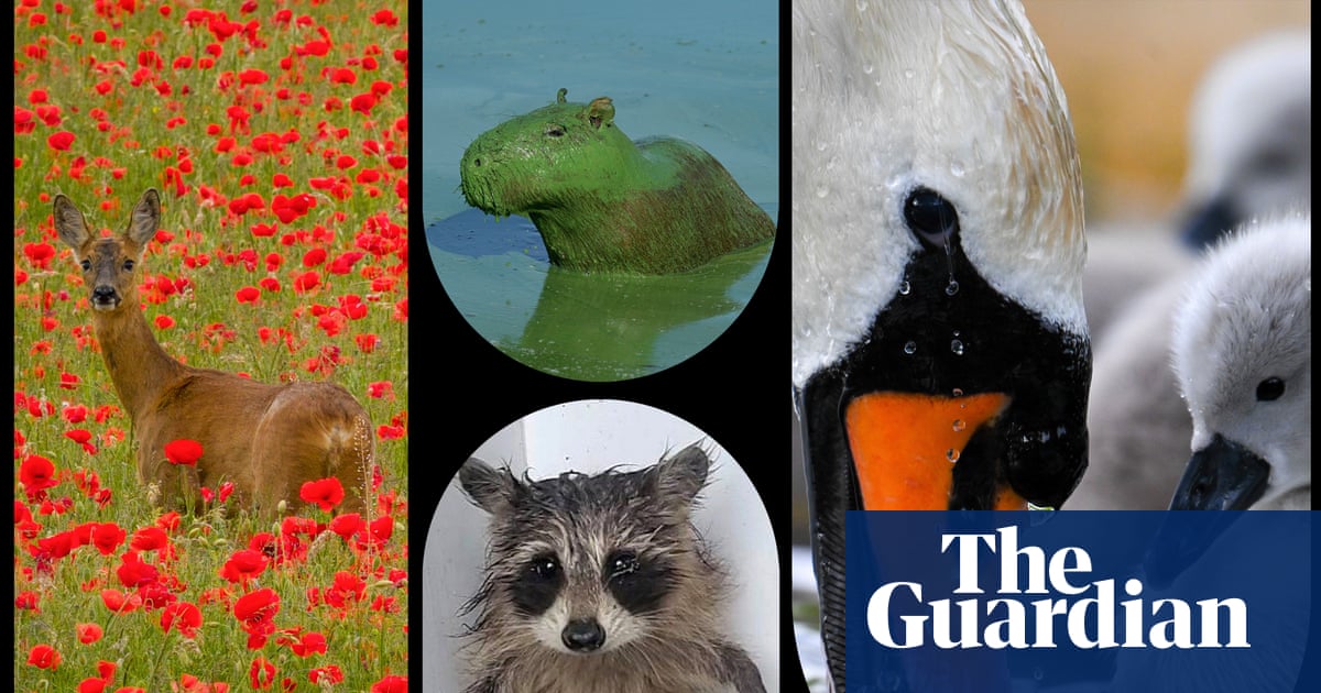 L'année dans le monde animal – en images