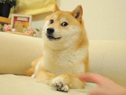Le Doge qui a tout déclenché – un Shiba Inu nommé Kabosu.