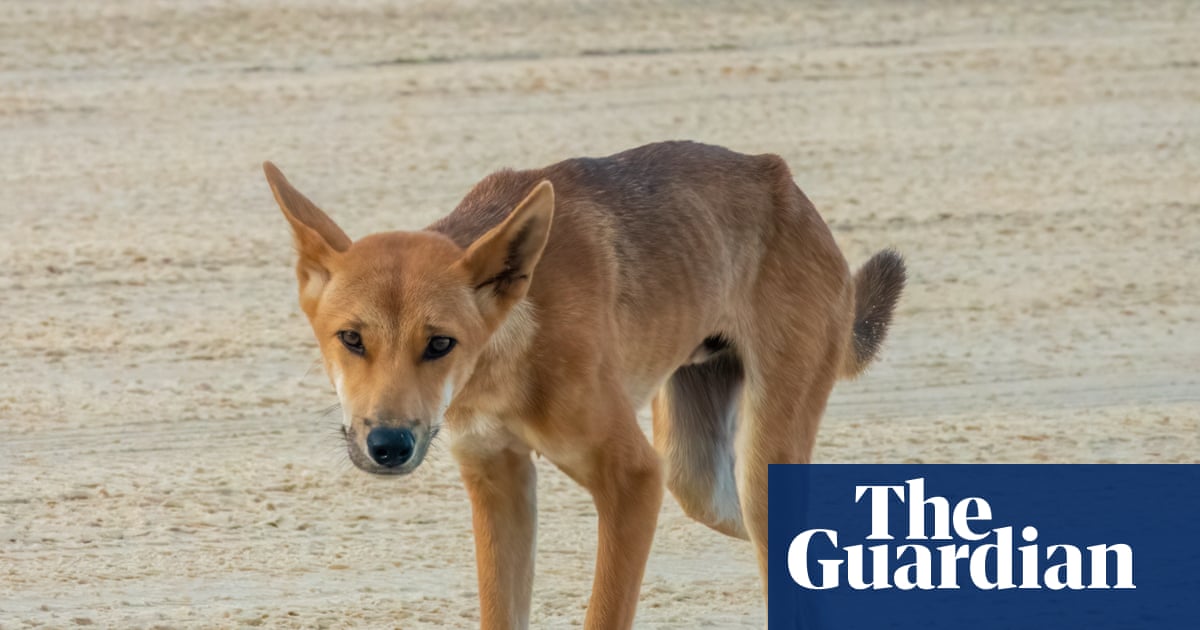 Les dingos de l'île australienne de K'gari seront euthanasiés après la mort tragique du touriste canadien Piper James | K'gari (Île Fraser)