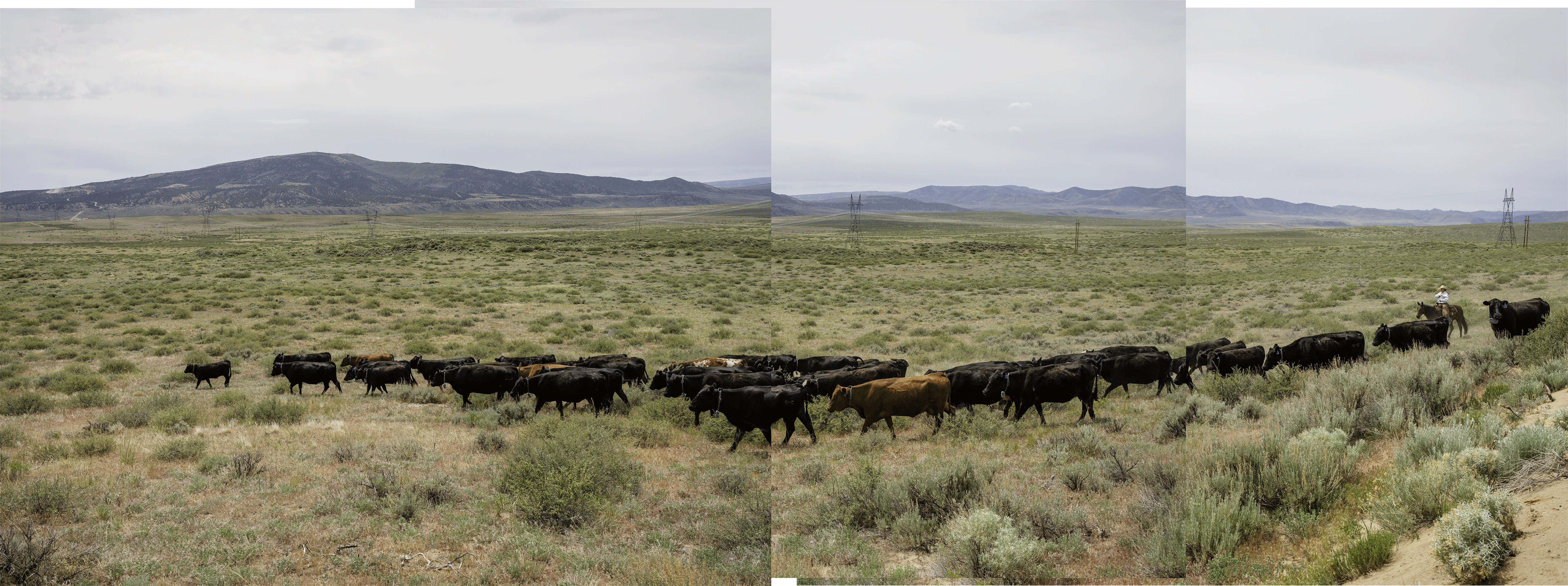 Rinder grasen auf einer Weide der Nevada Gold Mines in der Nähe von Carlin, Nevada.