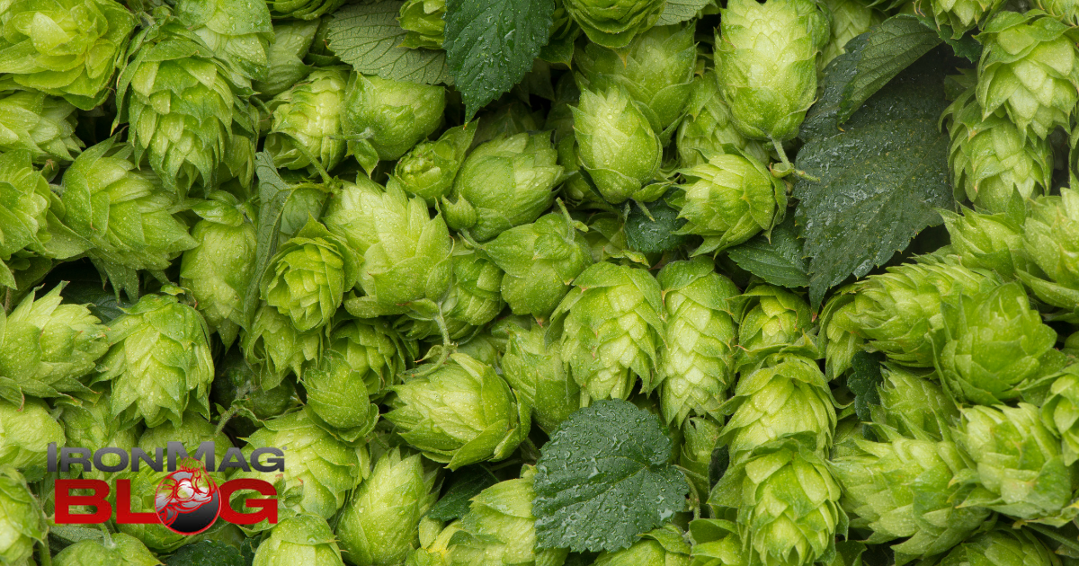 Le houblon a-t-il des bienfaits pour la santé ? – Blog de musculation et de fitness IronMag