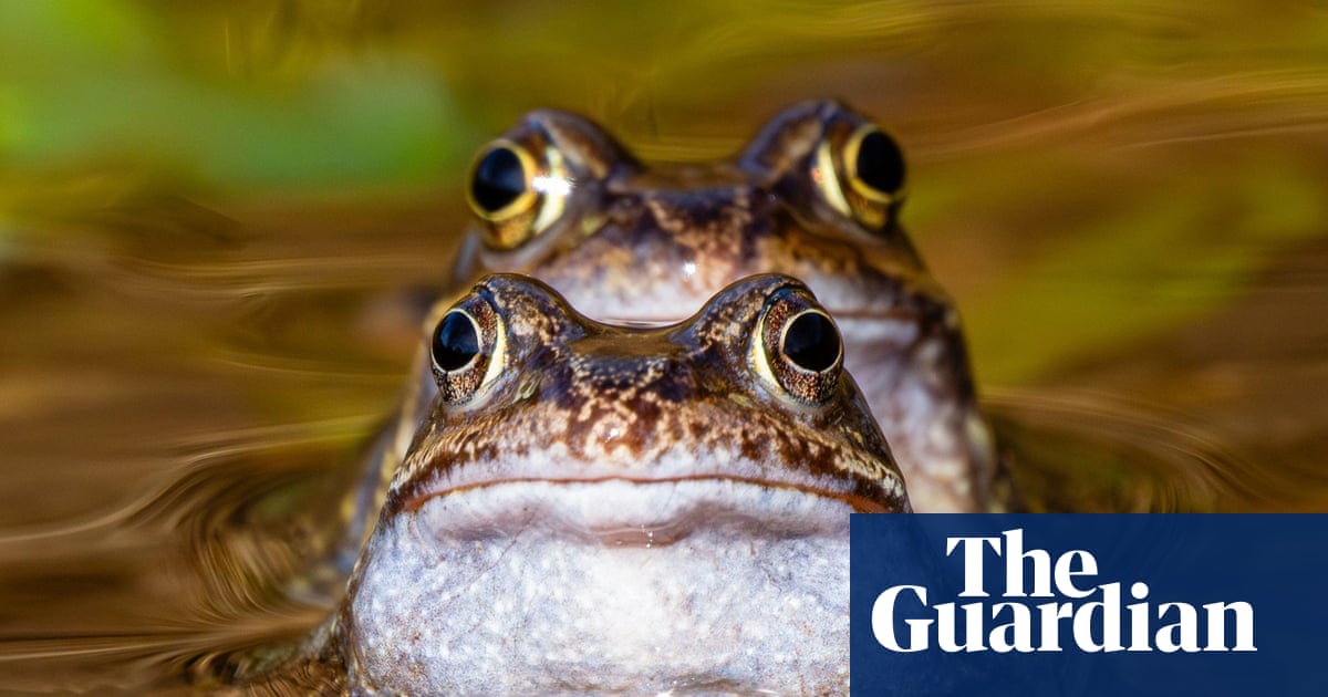 Semaine de la faune : des dauphins sauvés, un béluga et un précieux poussin kākāpō