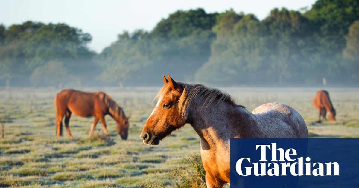 La viande de cheval sera interdite en Italie en vertu d'un projet de loi sur les chevaux | Italie