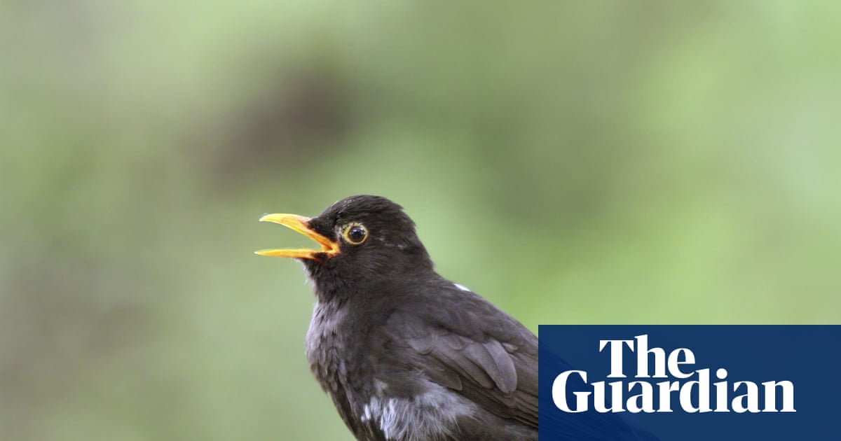 Se sentir alerte : comment l'écoute du chant des oiseaux peut améliorer votre bien-être | Oiseaux