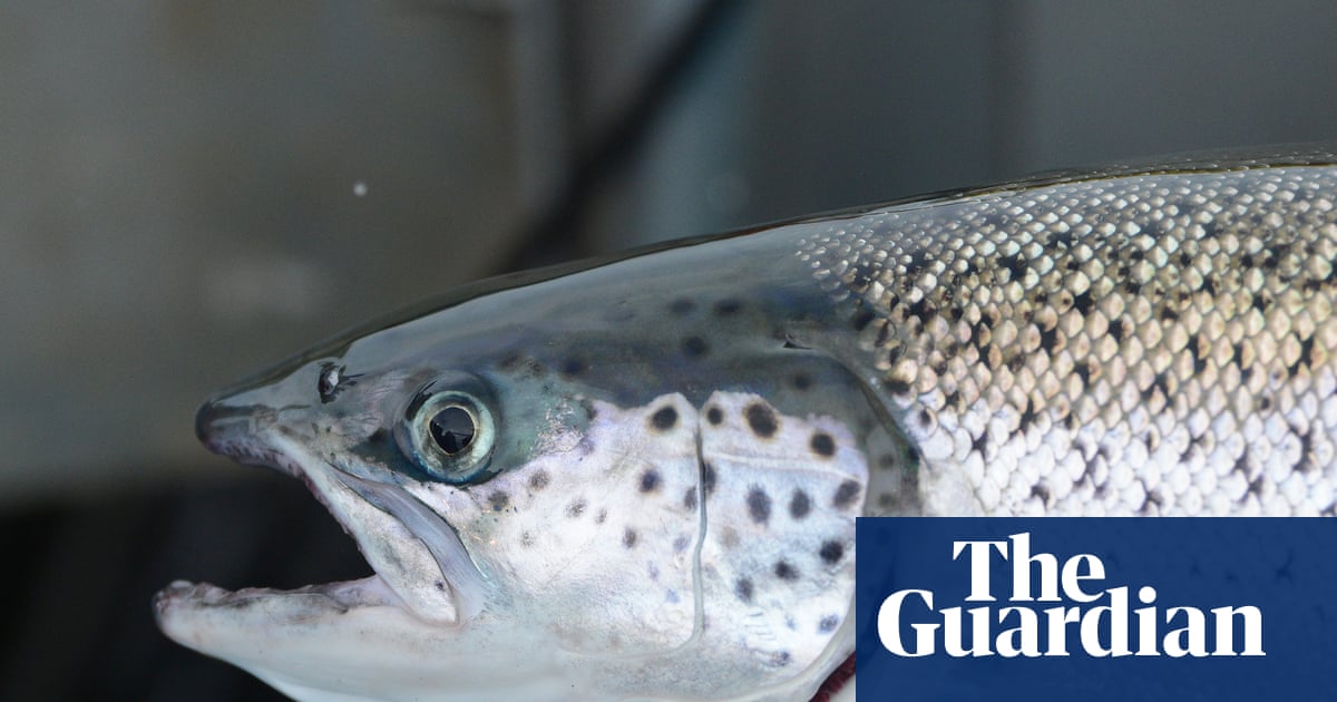 Les élevages de saumons de Tasmanie sont interdits d'utiliser l'antibiotique florfénicol après sa découverte chez des poissons sauvages à 10 km de là | Tasmanie