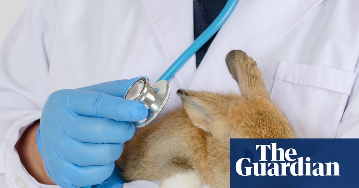 Les vétérinaires britanniques font face à des mesures de répression concernant les frais alors que les propriétaires d'animaux sont « dans le flou » sur leurs factures | Entreprise