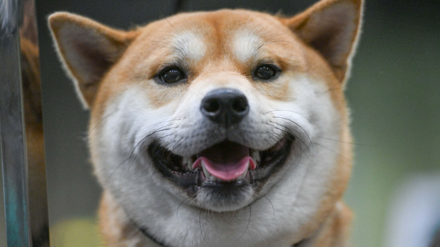 La guerre contre les chiens aboie follement