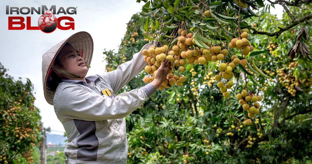 4 bienfaits du longane (oeil de dragon) pour la santé – IronMag Bodybuilding & Fitness Blog