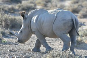 Safari sud-africain photo par Holly Cowen