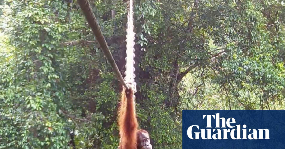 « Des cris de joie » alors que l'orang-outan de Sumatra est filmé pour la première fois en train de traverser une route avec un pont au sommet d'un arbre | Espèces menacées