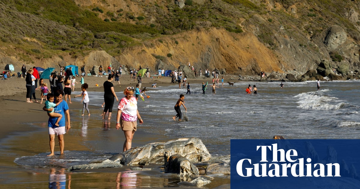 Les baleines grises, autrefois rares dans la baie de San Francisco, y meurent à un rythme alarmant.