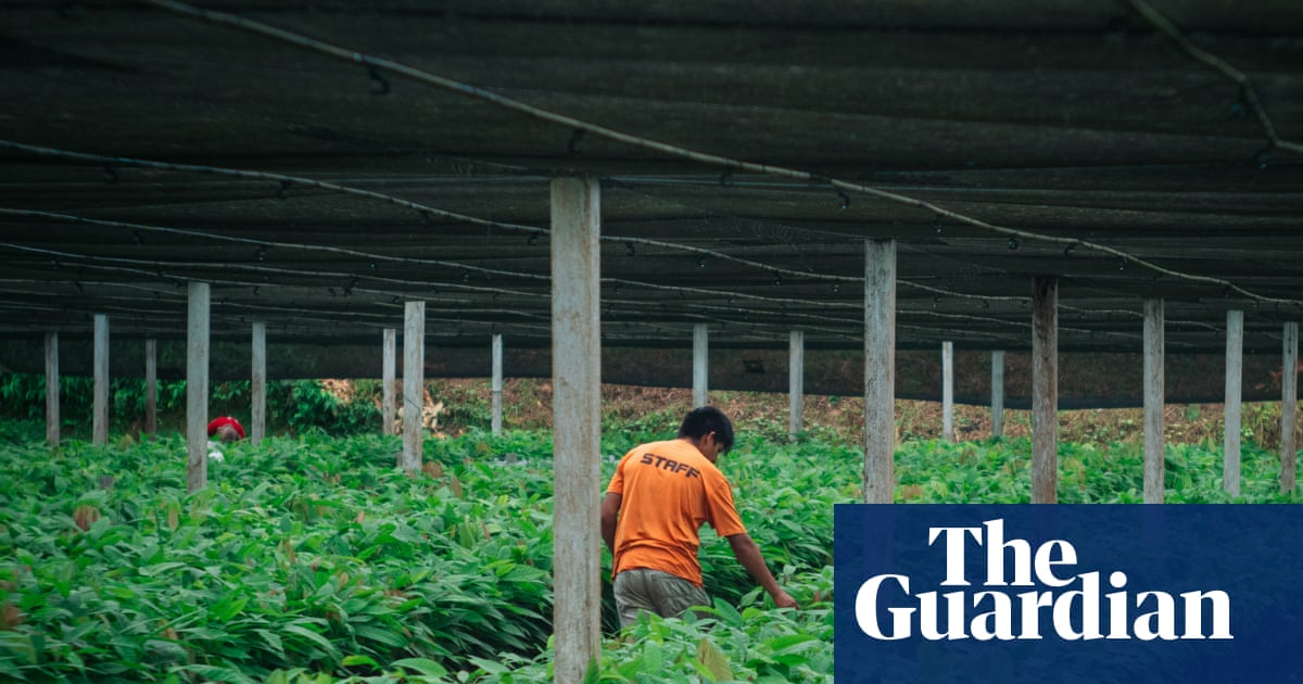 Comment les producteurs de cacao boliviens se sont attaqués à l'industrie minière de l'or et ont gagné