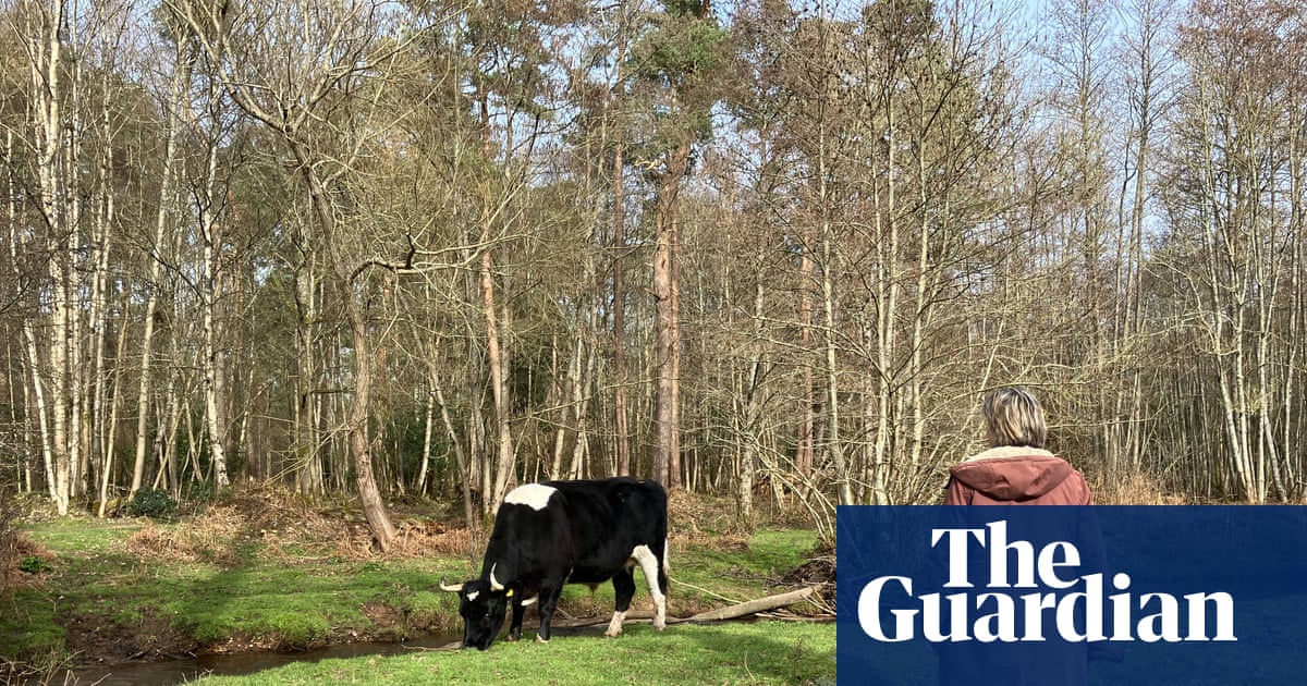 Journal de campagne : observer les vaches, mâchouiller de vieux souvenirs | Environnement