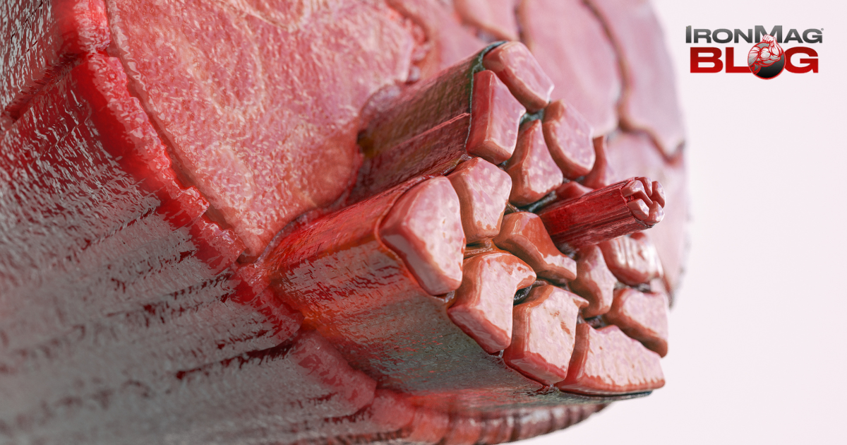 Comment activer mTOR efficacement – ​​IronMag Bodybuilding and Fitness Blog