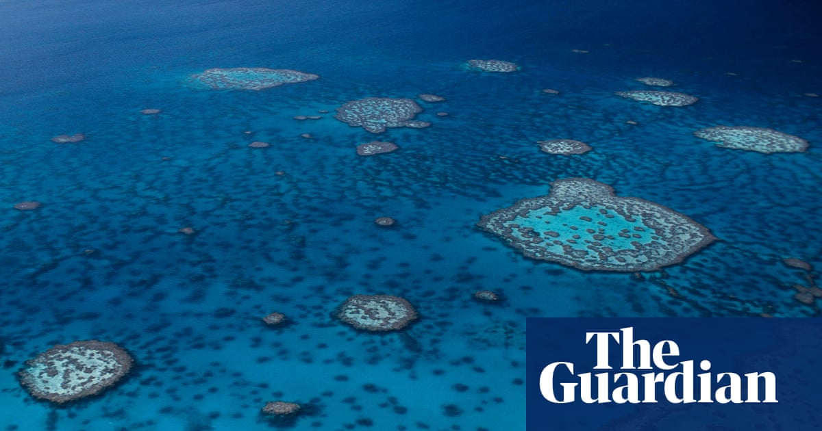 Attaque de requin : un homme meurt sur la Grande Barrière de Corail, dans l'Extrême Nord du Queensland | Queensland