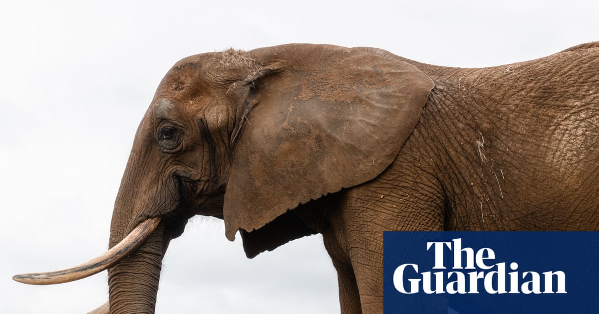 Réintroduction des géants : des éléphants captifs hébergés dans le premier sanctuaire d'Europe | Protection des animaux
