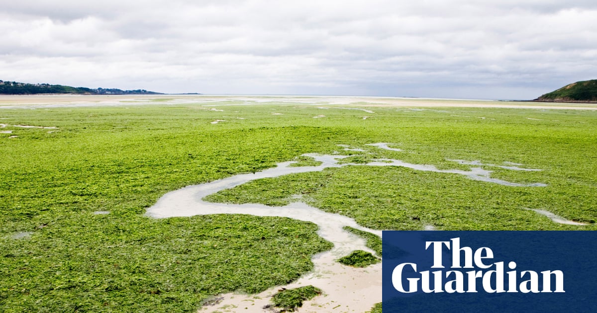 ‘I couldn’t breathe’: the sinister spread of France’s killer seaweed | France