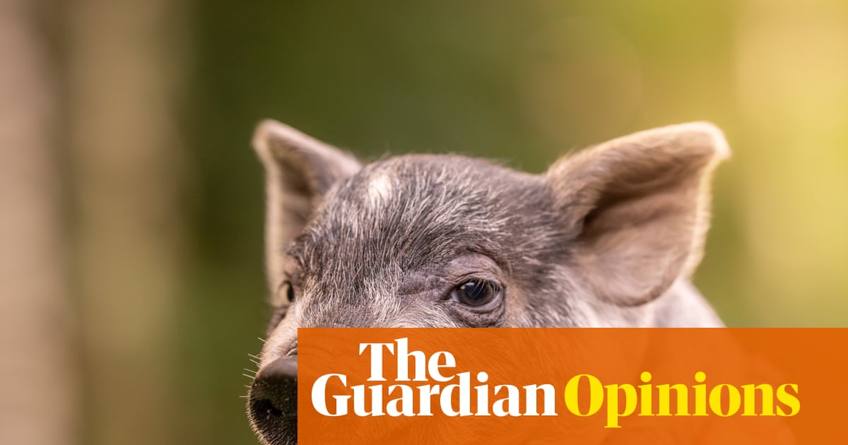 Êtes-vous fatigué d’être pris pour acquis ? Le syndrome du cochon gâté pourrait changer votre vie | Polly Hudson